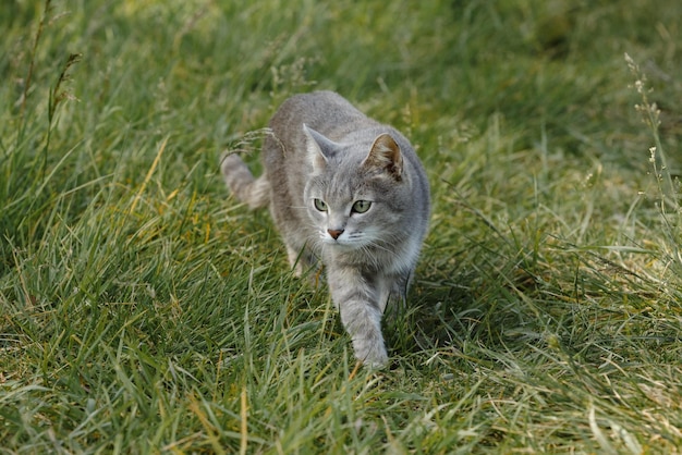 A grey cat in the green grass