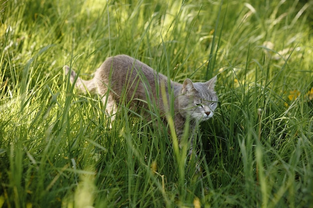 Foto un gatto grigio nell'erba verde