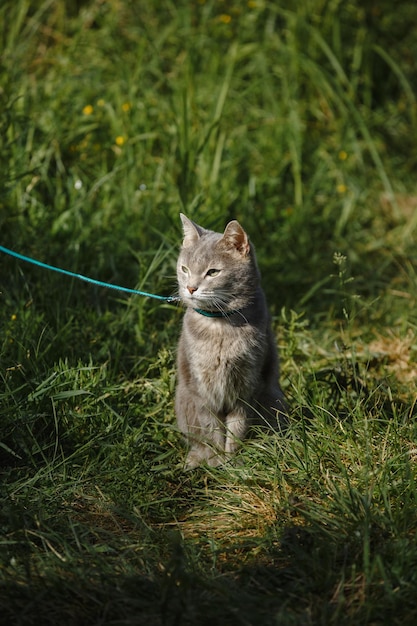 Photo a grey cat in the green grass