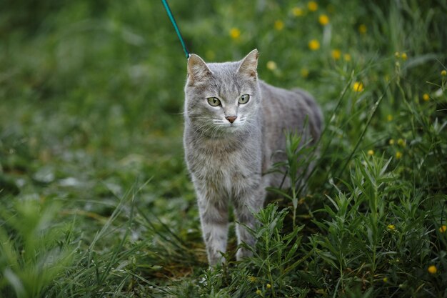 A grey cat in the green grass