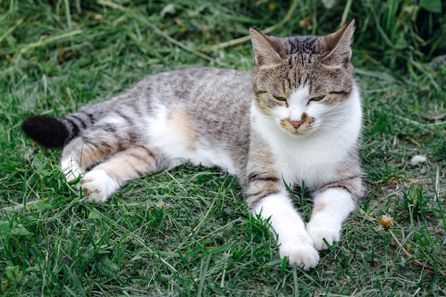 Grey cat is lying on a green grass