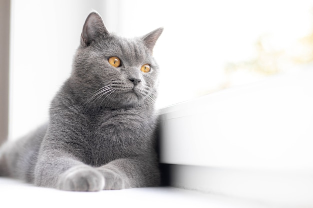 A grey cat is lying on the windowsill.