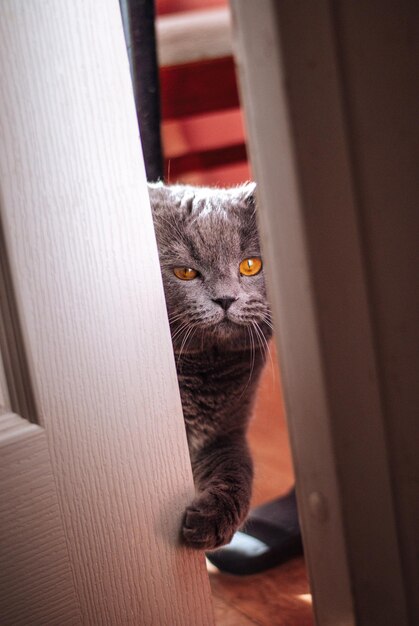 회색 고양이가 문 밖에 있다 노란 눈을 가진 고양이 고양이