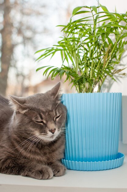 A grey cat is sitting on the windowsill next to a green potted plant