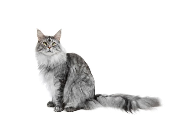 Grey cat isolated on white surface