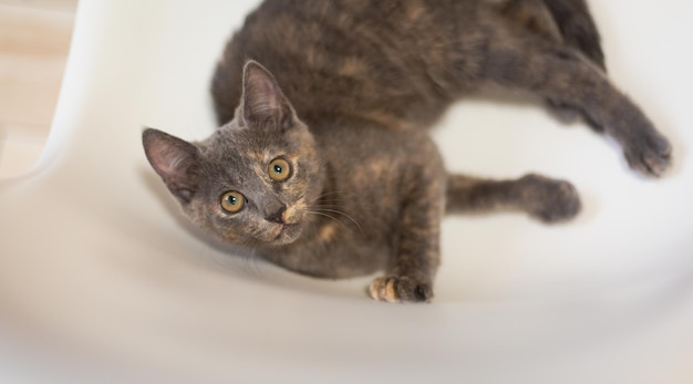 A grey cat laying on a white bathtub