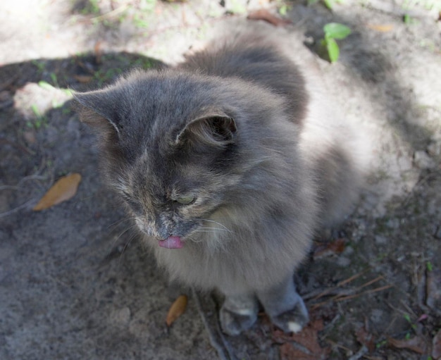 Foto gatto grigio che si lecca le labbra all'aperto