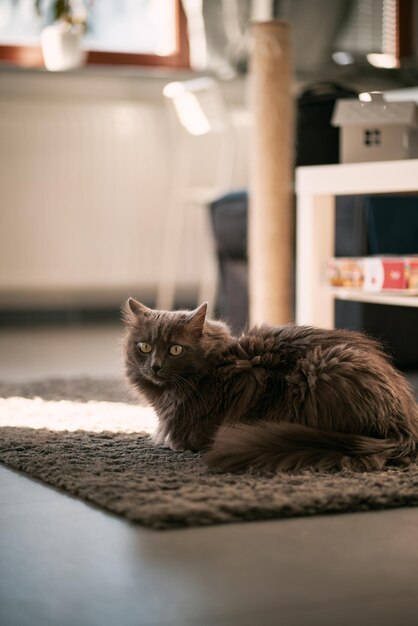 Grey cat lies relaxed indoors during summer morning Concept of home comfort and cozy