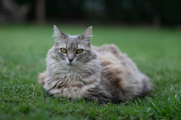 Grey cat lying in the garden