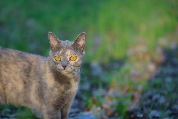 自然の中の灰色の猫草の黄色い目猫の大きな肖像画