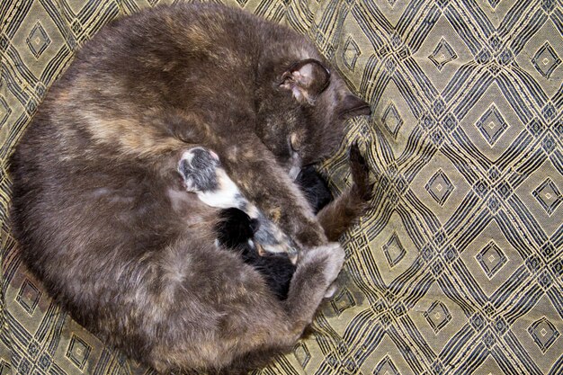 Grey cat nursing her newborn kittens