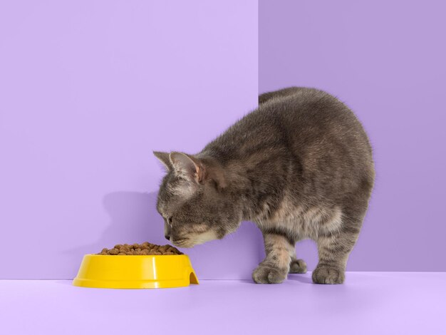 Grey cat peeps out of the corner animal emotions looks at a bowl of food concept Copy space