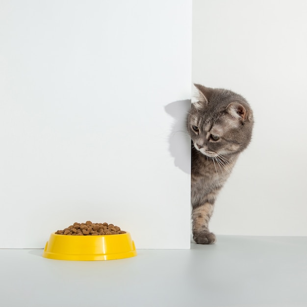 Foto il gatto grigio fa capolino dall'angolo, le emozioni degli animali, guarda una ciotola di cibo, su un bianco, concetto.