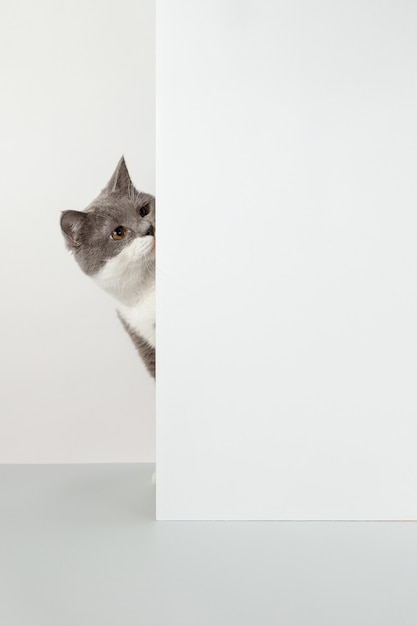 Grey cat peeps out of the corner, animal emotions, on a white