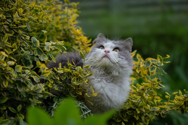 Grey cat playing in a garden with beautiful lighting at sunset Cute cat sit in a sunny summer garden Little funny cat sitting outdoors