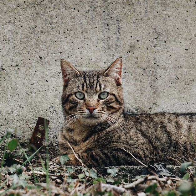 Фото Портрет серого кота на улице