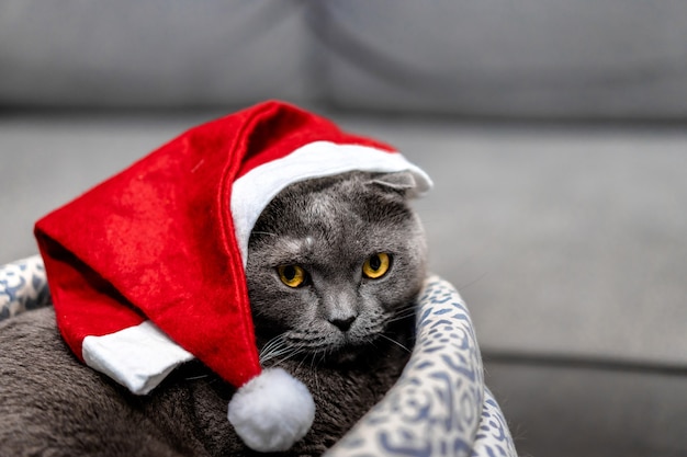 Grey cat Scottish fold in a Christmas red hat