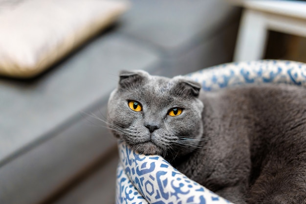 Grey cat Scottish fold at home