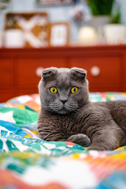 회색 고양이 스코틀랜드 폴드는 아름답고 현대적인 인테리어로 침대의 침대 시트에 놓여 있습니다.