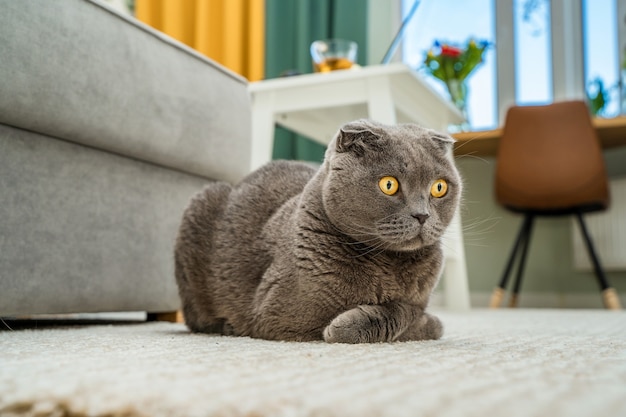 A grey cat Scottish fold sits on the carpet in the living room with a modern interior