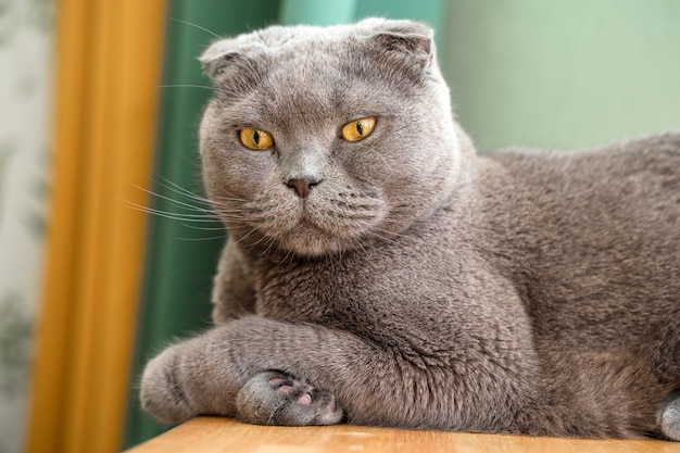 Grey cat scottish fold sits on the wooden windowsill of the house