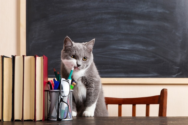Серый кот сидит за столом с книгами и тетрадями, учится дома.