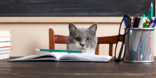 Grey cat sits at a table with books and notebooks, studying at home.