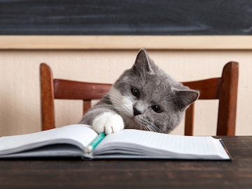 Gray Cat Notebook, Hobby Lobby