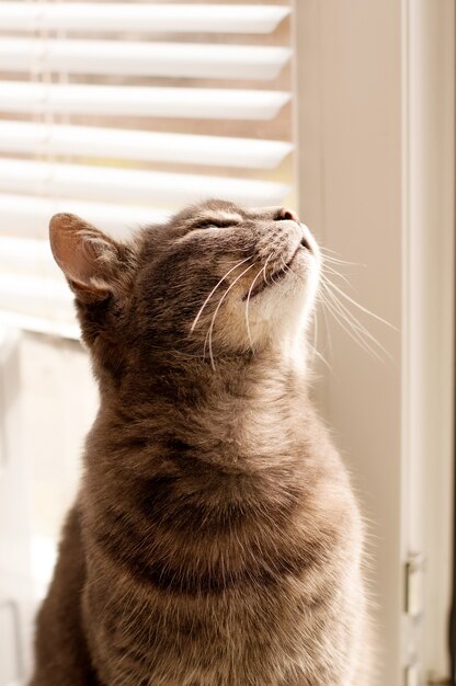 A grey cat sits on the window and looks up