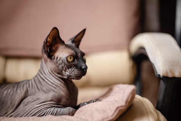 Grey cat sitting in an armchair. Canadian sphynx bold cat having rest.