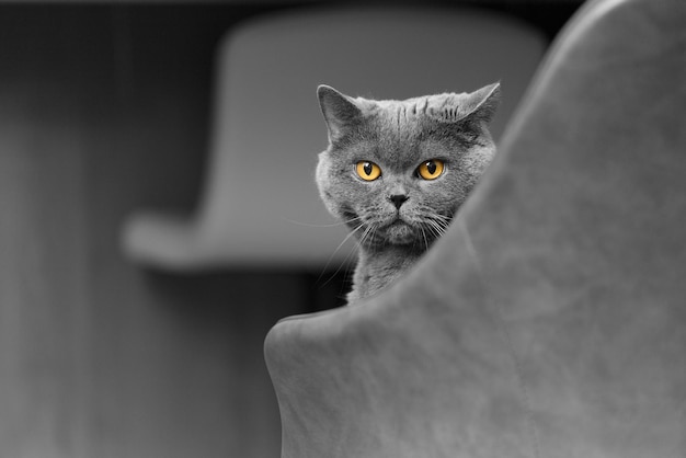 Grey cat sitting on a chair