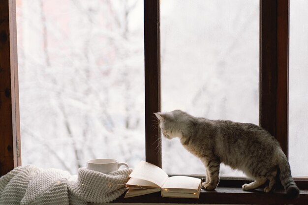 Photo grey cat sitting on the windowsill and cup of hot tea and an open book with a sweater on windowsill