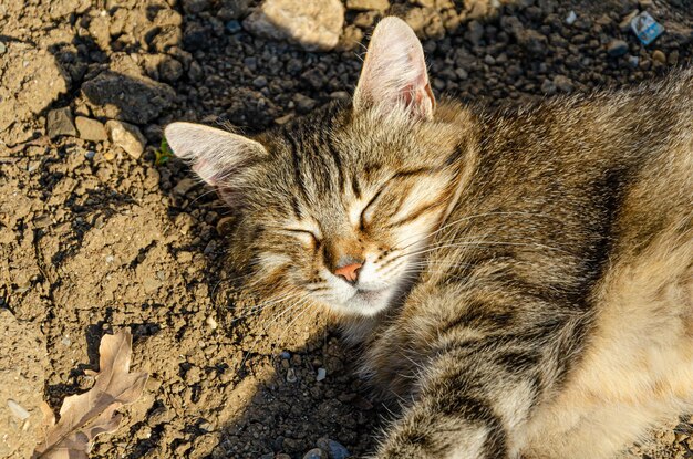 A grey cat sleeps on the warm spring ground.