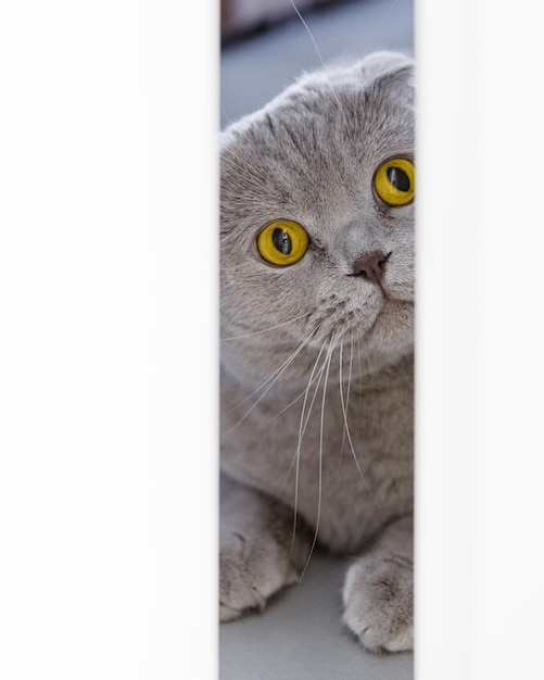 회색 고양이는 문 틈에서 주인을 염탐합니다.