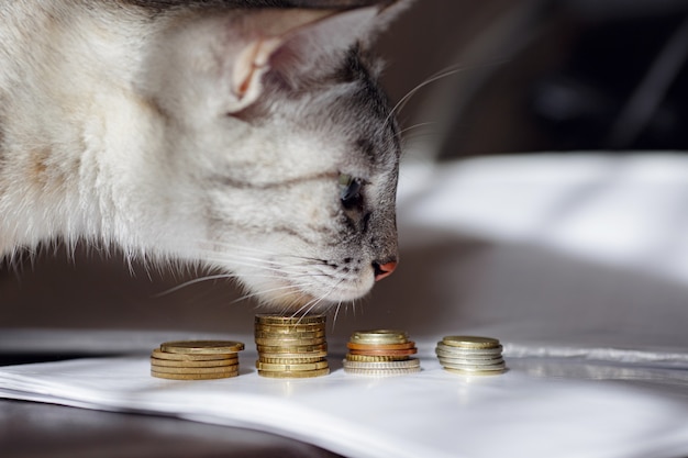 Un gatto grigio che guarda pila di monete. immagine di concetto che suggerisce di guardare o risparmiare denaro. un gatto ricco.