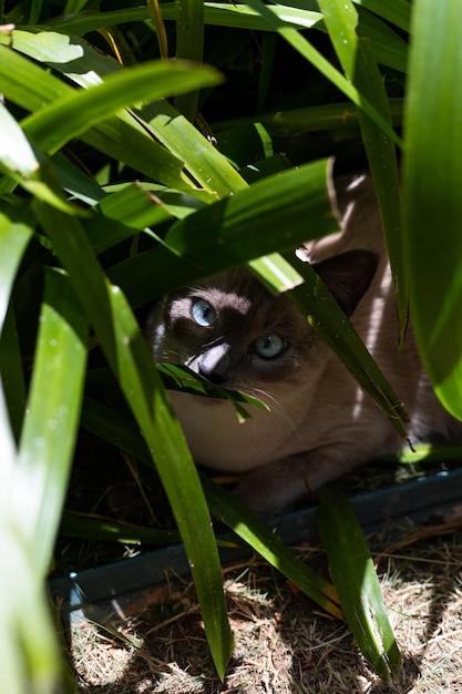 自然の中で太陽を見ている青い目をした灰色の猫