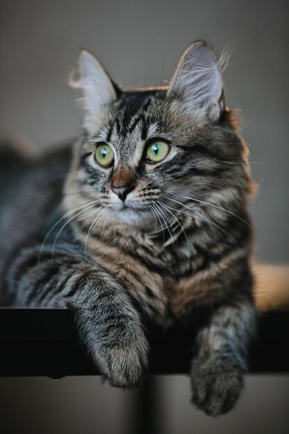 Grey cat with green eyes close up