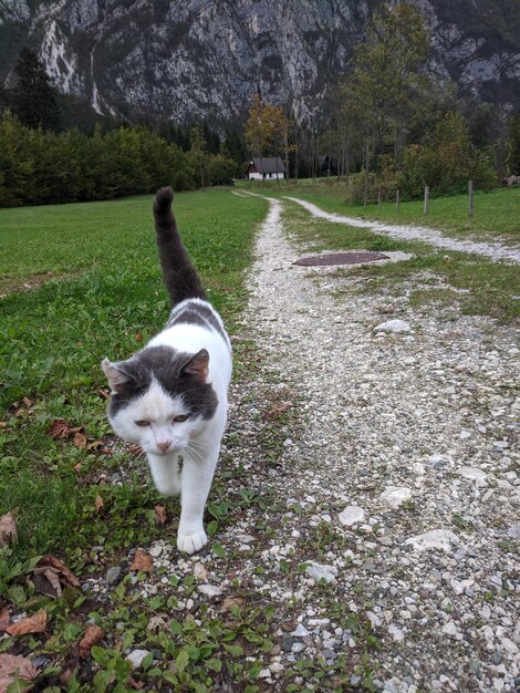 Grey cat with green eyes sits outside on the green grass. fun\
animals.