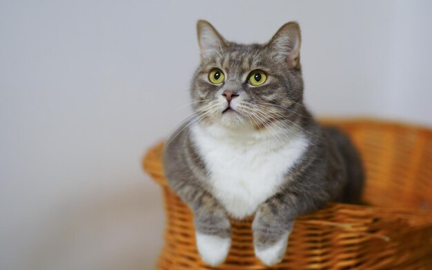 a grey cat with yellow eyes sitting in a basket