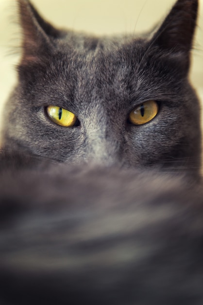 Grey cat with yellow eyes