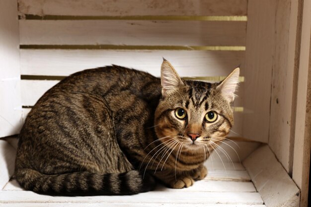 Grey cat in wooden box