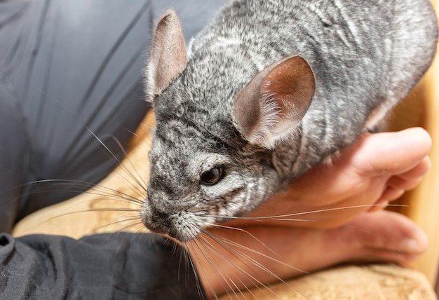 Grey chinchilla is sitting on men's feet Cute home pet with owner