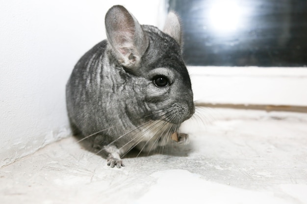 Grey chinchilla is sitting on the window sill.