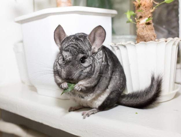 Grey chinchilla is standing near the home plant Cute fluffy pet eating leaves