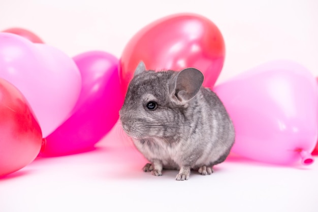 Grey chinchilla with pink and red balloons