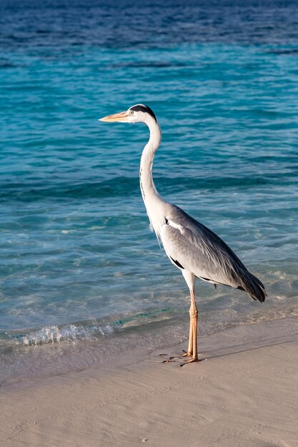 Grey Chiron on the beach. Maldives Indian Ocean.