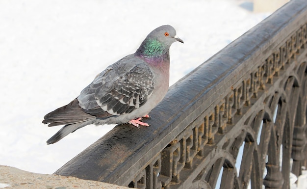 川の堤防にある鋳鉄製の欄干に座っている灰色の都市の鳩