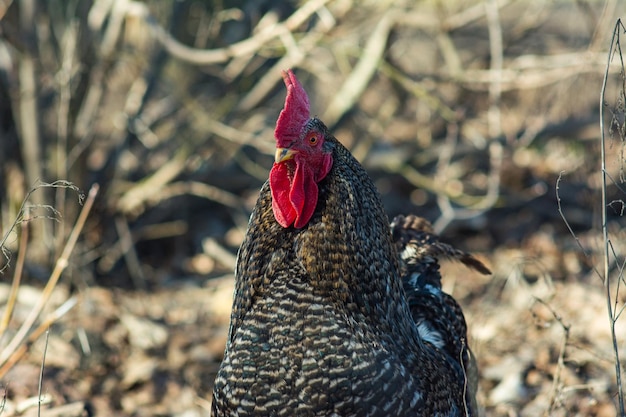 Grey cock portrait on blurred background. Grey cock on a sunny day.