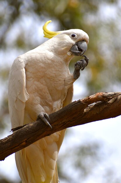 Grey cocktiel