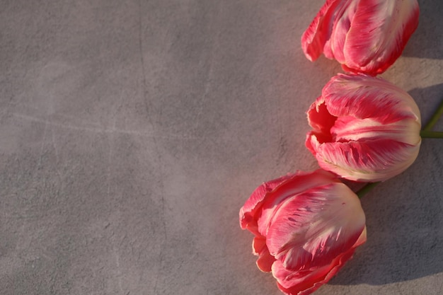 grey concrete background with colored tulip flowers